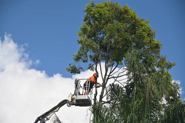 Best Commercial Tree Services  in Bellevue, OH