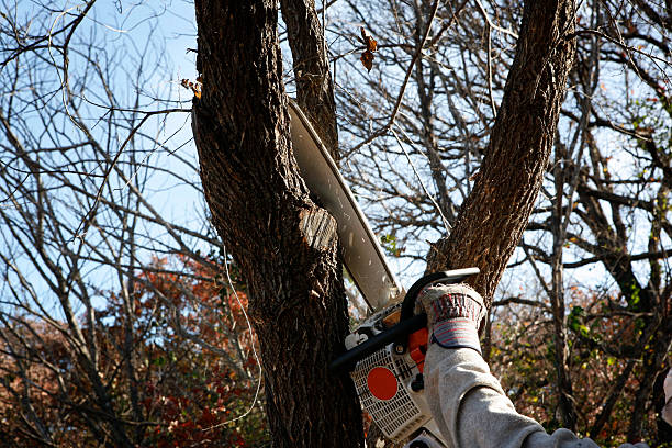  Bellevue, OH Tree Services Pros