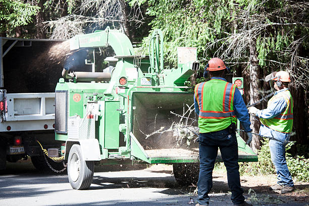 Best Arborist Consultation Services  in Bellevue, OH